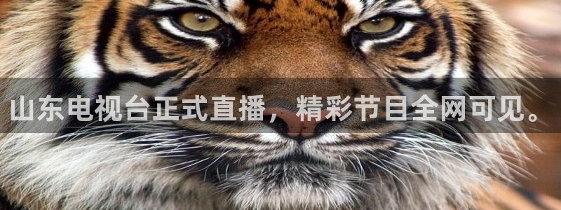 山东电视台正式直播，精彩节目全网可见。